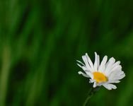 pic for Wild Daisy 1600x1280